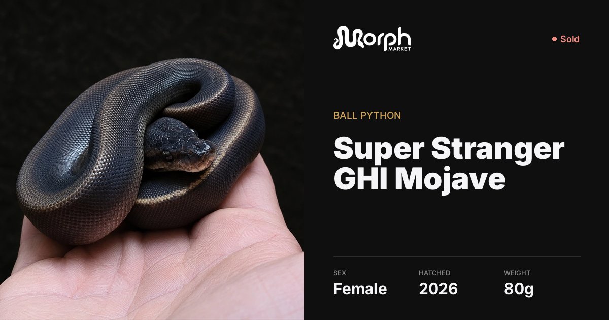 Ball Python Mohave Super Stranger GHI Mojave Ball Python by Mademorphs